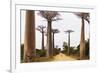 Allee de Baobab (Adansonia), western area, Madagascar, Africa-Christian Kober-Framed Photographic Print