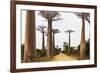 Allee de Baobab (Adansonia), western area, Madagascar, Africa-Christian Kober-Framed Photographic Print