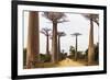 Allee de Baobab (Adansonia), western area, Madagascar, Africa-Christian Kober-Framed Photographic Print