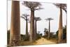 Allee de Baobab (Adansonia), western area, Madagascar, Africa-Christian Kober-Mounted Photographic Print