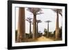 Allee de Baobab (Adansonia), western area, Madagascar, Africa-Christian Kober-Framed Photographic Print