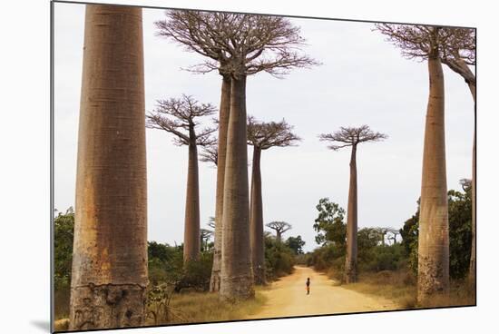 Allee de Baobab (Adansonia), western area, Madagascar, Africa-Christian Kober-Mounted Photographic Print