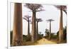 Allee de Baobab (Adansonia), western area, Madagascar, Africa-Christian Kober-Framed Premium Photographic Print