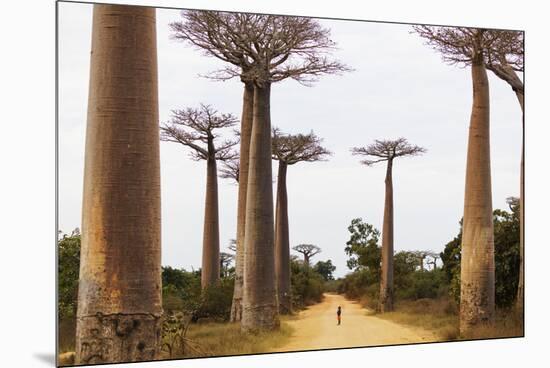 Allee de Baobab (Adansonia), western area, Madagascar, Africa-Christian Kober-Mounted Premium Photographic Print