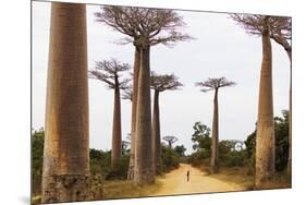 Allee de Baobab (Adansonia), western area, Madagascar, Africa-Christian Kober-Mounted Premium Photographic Print