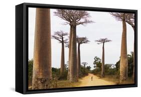 Allee de Baobab (Adansonia), western area, Madagascar, Africa-Christian Kober-Framed Stretched Canvas