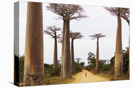 Allee de Baobab (Adansonia), western area, Madagascar, Africa-Christian Kober-Stretched Canvas