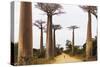 Allee de Baobab (Adansonia), western area, Madagascar, Africa-Christian Kober-Stretched Canvas