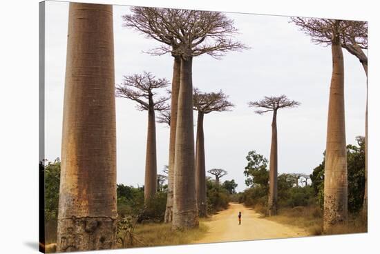 Allee de Baobab (Adansonia), western area, Madagascar, Africa-Christian Kober-Stretched Canvas
