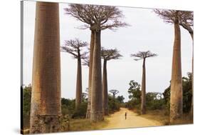 Allee de Baobab (Adansonia), western area, Madagascar, Africa-Christian Kober-Stretched Canvas