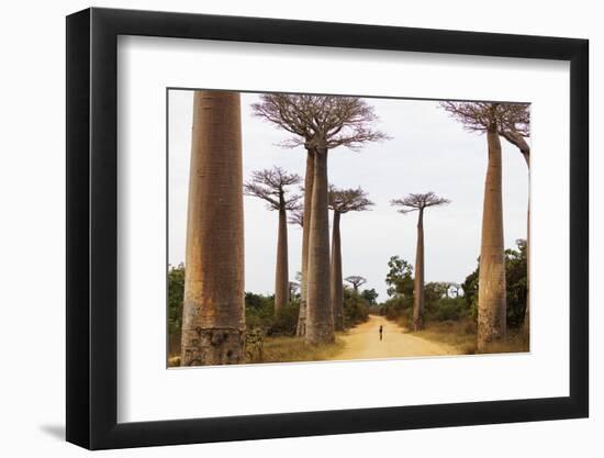 Allee de Baobab (Adansonia), western area, Madagascar, Africa-Christian Kober-Framed Photographic Print