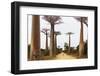 Allee de Baobab (Adansonia), western area, Madagascar, Africa-Christian Kober-Framed Photographic Print