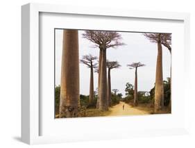 Allee de Baobab (Adansonia), western area, Madagascar, Africa-Christian Kober-Framed Photographic Print