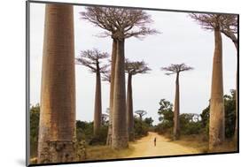 Allee de Baobab (Adansonia), western area, Madagascar, Africa-Christian Kober-Mounted Photographic Print