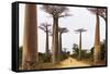 Allee de Baobab (Adansonia), western area, Madagascar, Africa-Christian Kober-Framed Stretched Canvas