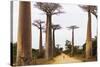 Allee de Baobab (Adansonia), western area, Madagascar, Africa-Christian Kober-Stretched Canvas