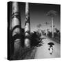 Allee Des Baobabs II-Chris Simpson-Stretched Canvas