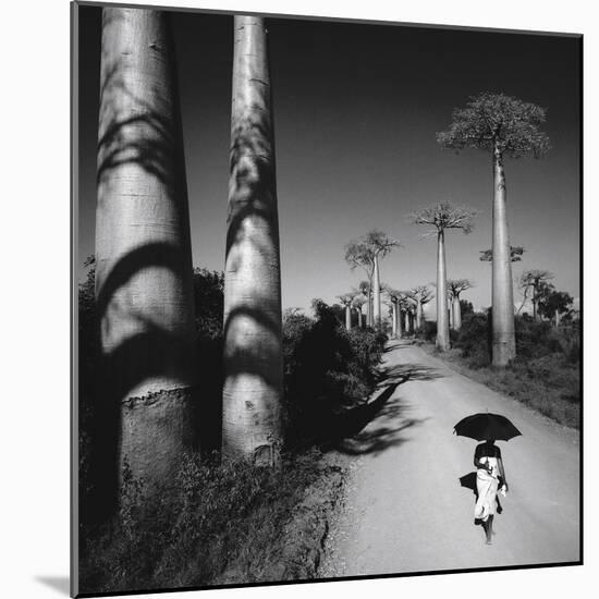 Allee Des Baobabs II-Chris Simpson-Mounted Giclee Print