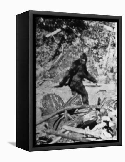 Alleged Photo of Bigfoot-Bettmann-Framed Stretched Canvas