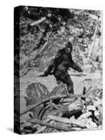 Alleged Photo of Bigfoot-Bettmann-Stretched Canvas