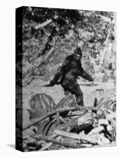 Alleged Photo of Bigfoot-Bettmann-Stretched Canvas