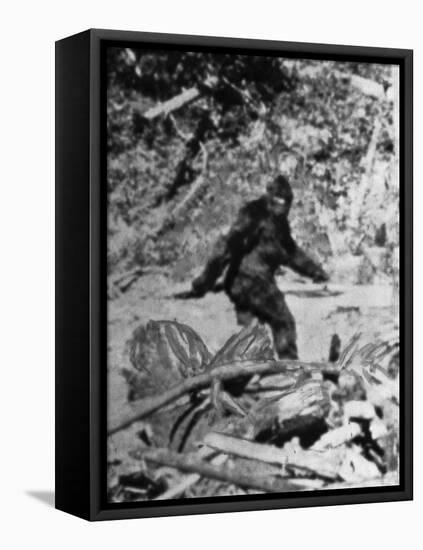 Alleged Photo of Bigfoot-Bettmann-Framed Stretched Canvas