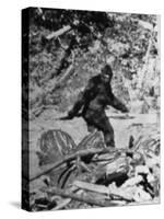 Alleged Photo of Bigfoot-Bettmann-Stretched Canvas