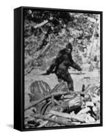 Alleged Photo of Bigfoot-Bettmann-Framed Stretched Canvas