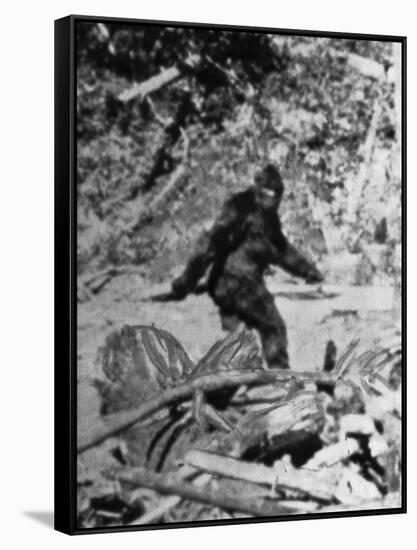 Alleged Photo of Bigfoot-Bettmann-Framed Stretched Canvas