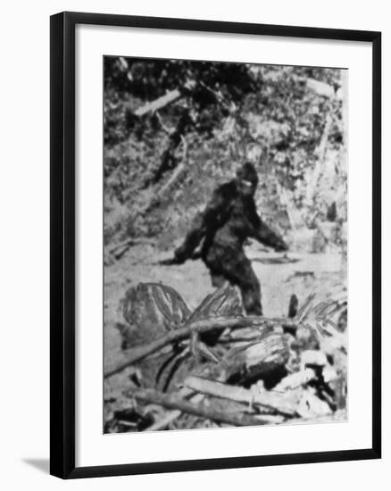 Alleged Photo of Bigfoot-Bettmann-Framed Premium Photographic Print