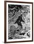 Alleged Photo of Bigfoot-Bettmann-Framed Photographic Print