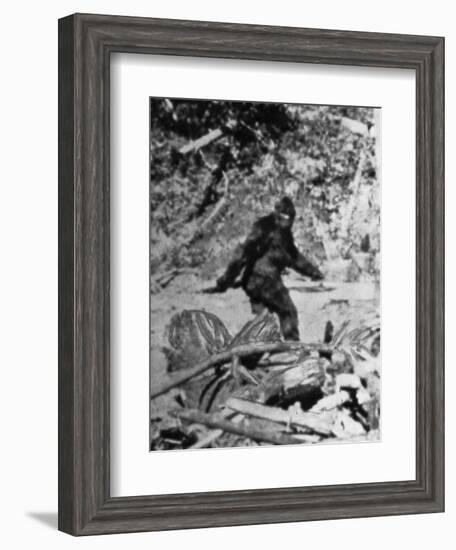 Alleged Photo of Bigfoot-Bettmann-Framed Photographic Print