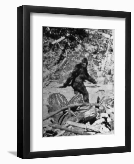 Alleged Photo of Bigfoot-Bettmann-Framed Photographic Print