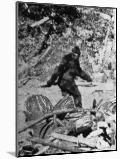 Alleged Photo of Bigfoot-Bettmann-Mounted Photographic Print