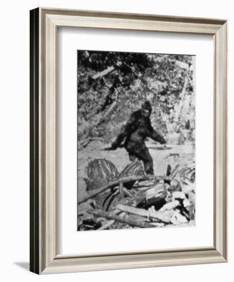 Alleged Photo of Bigfoot-Bettmann-Framed Photographic Print