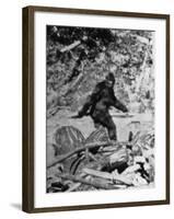 Alleged Photo of Bigfoot-Bettmann-Framed Photographic Print