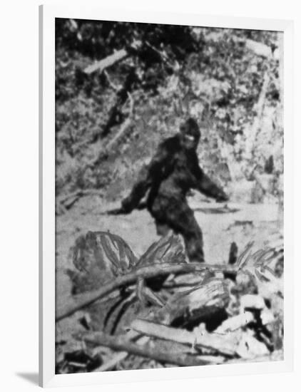 Alleged Photo of Bigfoot-Bettmann-Framed Photographic Print