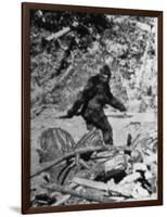 Alleged Photo of Bigfoot-Bettmann-Framed Photographic Print