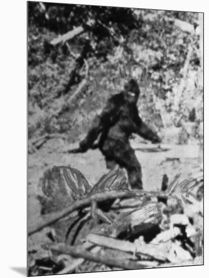 Alleged Photo of Bigfoot-Bettmann-Mounted Photographic Print