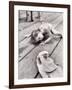 Allen Cook's Daughter Looking at the Open Mouth of a Just Caught, Giant Fish-Alfred Eisenstaedt-Framed Photographic Print