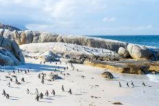 Flock of Small African Penguins at Boulder Beach Just outside Cape Town, South Africa-Allen G-Framed Stretched Canvas