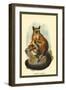 Allen's Galago-Sir William Jardine-Framed Art Print