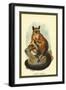 Allen's Galago-Sir William Jardine-Framed Art Print