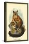 Allen's Galago-Sir William Jardine-Stretched Canvas