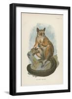 Allen's Galago-null-Framed Giclee Print