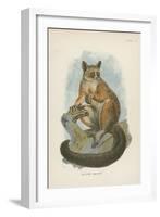 Allen's Galago-null-Framed Giclee Print