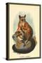 Allen's Galago-Sir William Jardine-Stretched Canvas