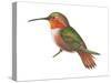 Allen's Hummingbird (Selasphorus Sasin), Birds-Encyclopaedia Britannica-Stretched Canvas