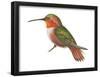 Allen's Hummingbird (Selasphorus Sasin), Birds-Encyclopaedia Britannica-Framed Poster