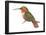 Allen's Hummingbird (Selasphorus Sasin), Birds-Encyclopaedia Britannica-Framed Poster